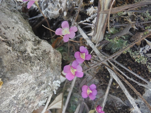 Pinguicula debbertiana