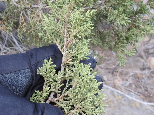 Redberry juniper (Juniperus coahuilensis)
