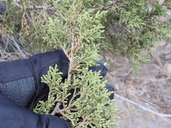 Juniperus coahuilensis
