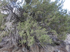 Juniperus coahuilensis