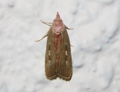 Tirathaba ruptilinea