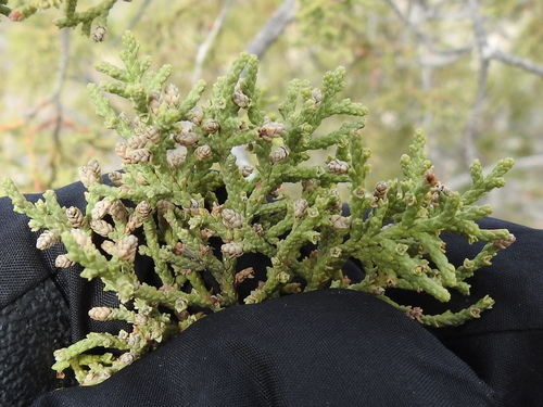 Redberry juniper (Juniperus coahuilensis)