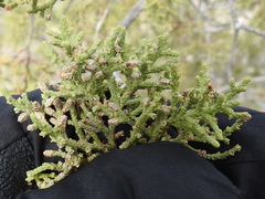 Juniperus coahuilensis