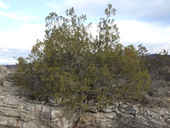Juniperus coahuilensis
