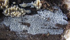 Hyphodontia arguta