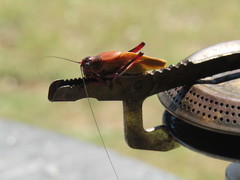 Coniungoptera nothofagi