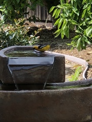 Icterus cucullatus
