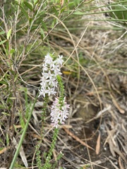 Epacris pulchella