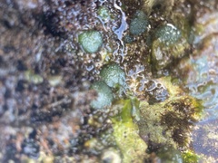 Dictyosphaeria versluysii