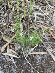 Epacris pulchella