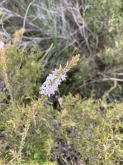 Epacris pulchella