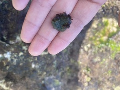 Dictyosphaeria versluysii