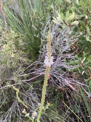 Epacris pulchella
