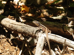 Liolaemus septentrionalis