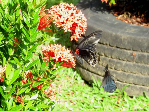 Photo of Great Mormon Swallowtail (Papilio memnon)