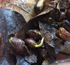 Dysoxylum spectabile