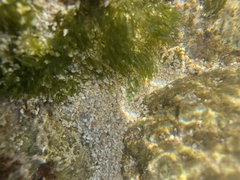 Bryopsis pennata secunda