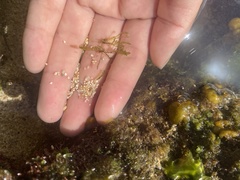 Bryopsis pennata secunda