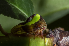 Smilia fasciata