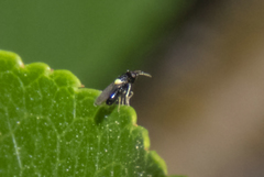 Aphelinidae
