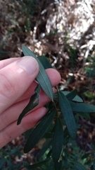 Pimelea drupacea