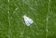 Trialeurodes abutiloneus