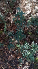 Pimelea drupacea