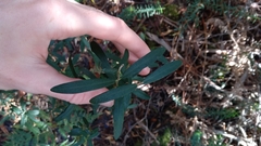 Pimelea drupacea