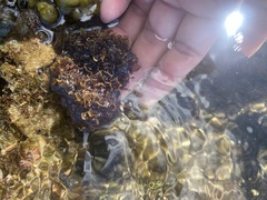 Melanamansia glomerata
