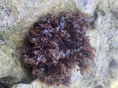 Melanamansia glomerata