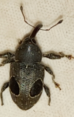 Heilipodus ocellatus