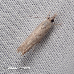 Culladia hastiferalis