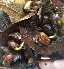 Dysoxylum spectabile