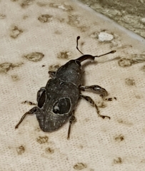 Heilipodus ocellatus