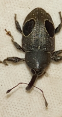 Heilipodus ocellatus