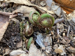 Matteuccia struthiopteris