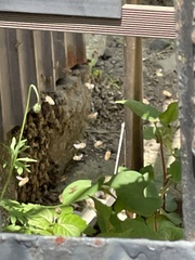 Apis cerana japonica