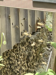 Apis cerana japonica