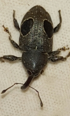 Heilipodus ocellatus