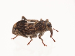 Acoptus suturalis