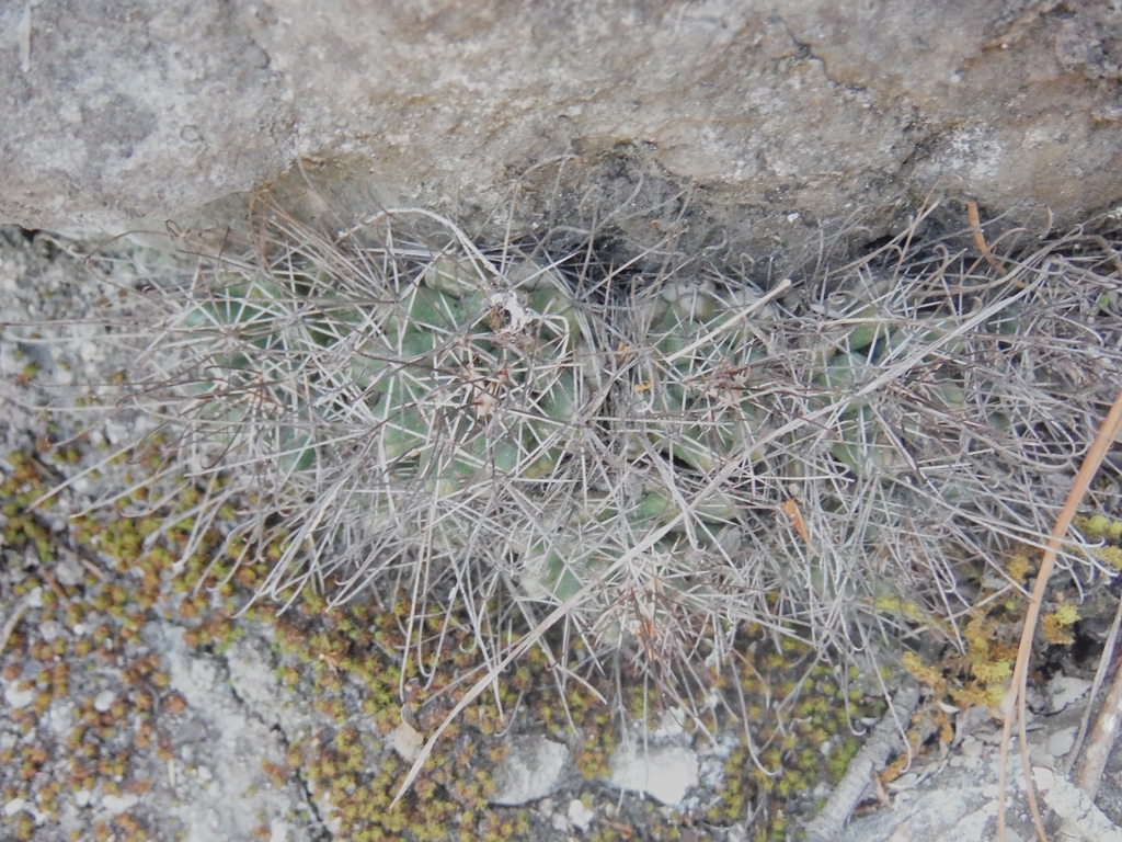 Cumarinia odorata; photograph (c) Alejandro Gómez Maya, some rights reserved (CC BY)