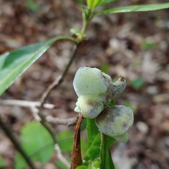Exobasidium symploci