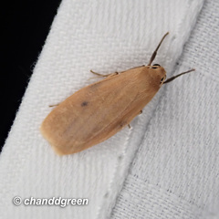 Paralithosia shaowuica