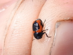 Cryptocephalus notatus