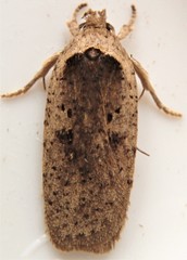 Agonopterix canadensis