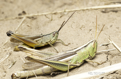 Staurorhectus longicornis