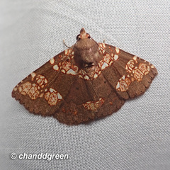 Saroba pustulifera