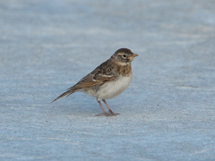 Eremophila alpestris