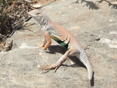 Cophosaurus texanus