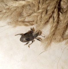 Heilipodus ocellatus